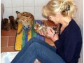 gatinhos-ocelot-e-savannah-com-lindo-caracal-small-2