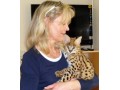 gatinhos-ocelot-e-savannah-com-lindo-caracal-small-3
