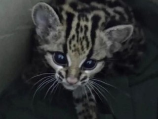 gatinhos-ocelot-e-savannah-com-lindo-caracal