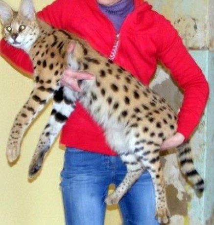 gatinhos-ocelot-e-savannah-com-lindo-caracal-big-1